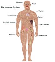 Anatomy of the immune system, adult