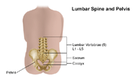 Illustration of lumbar spine and pelvis