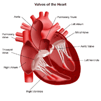 Illustration of the anatomy of the heart, view of the valves