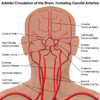 Illustration of the circulation system of the brain, including carotid arteries