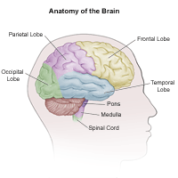 Anatomy of the brain, adult