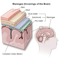 Ilustration of the meninges