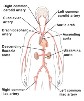 Illusrtration of the location of the aortas and arteries in the human body
