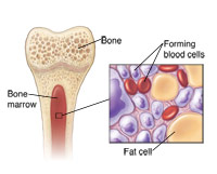Illustration of bone marrow