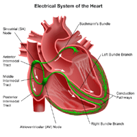 Illustration of the electrical system of the heart
