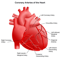 Illustration of the anatomy of the heart, view of the coronary arteries