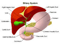 Illustration of anatomy of the biliary system