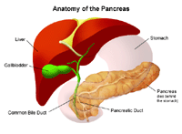 Illustration of anatomy of the pancreas