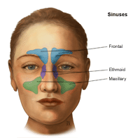 Illustration of sinuses, adult