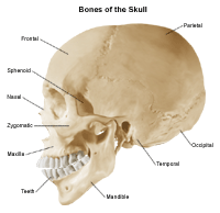 An illustration of the bones of the skull