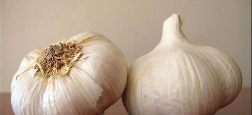 Garlic and Inflammation