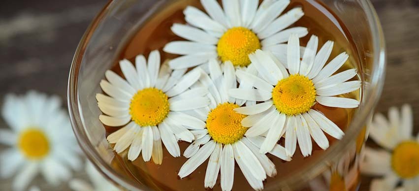 Chamomile tea for anxiety