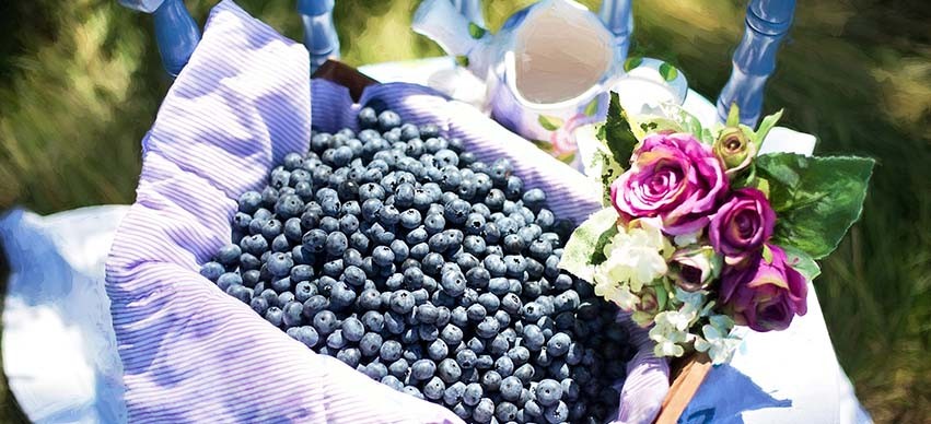 Blueberries - Food to improve your Eyesight