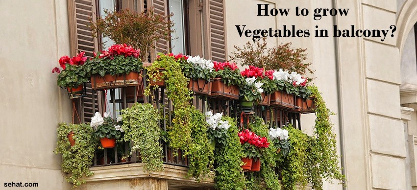 how to grow vegetables in balcony?