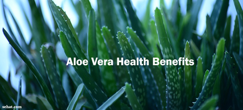 Aloe Vera Health Benefits 