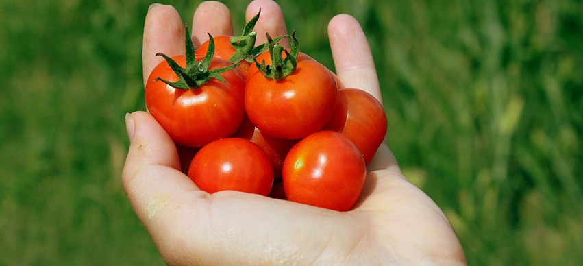 Tomatoes - Home Remedy To Get Rid of Dark Circles