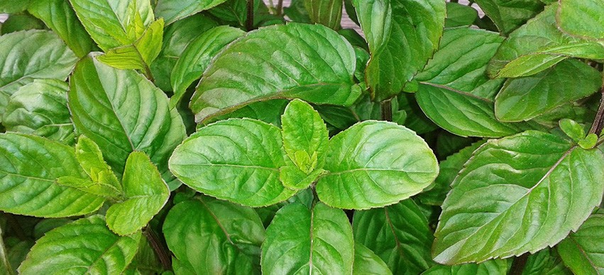 Basil Healing Properties