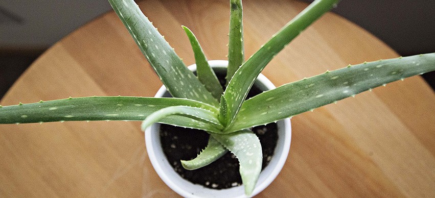 Aloe Vera Healing Properties