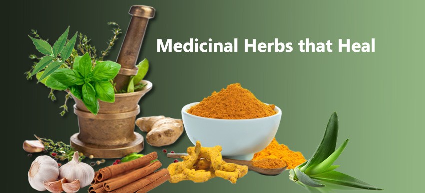 medicinal herbs that heal