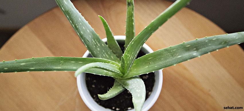 Aloe Vera Gel for Dark Neck