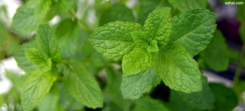 mint fever treatment