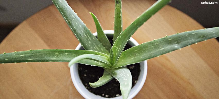 aloe vera winter skin care