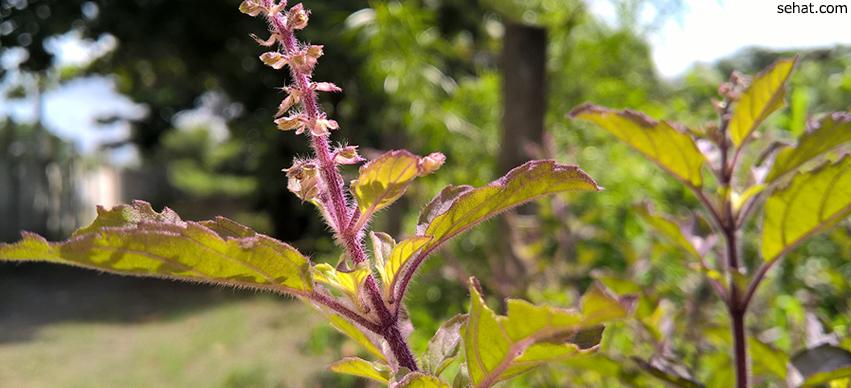 Holy basil for Cold in Children