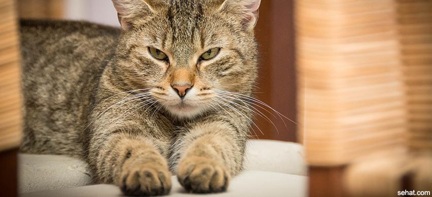 Cat scratch disease Causes, Symptoms and Treatment