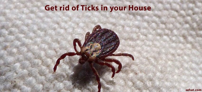 Get rid of Ticks in your House