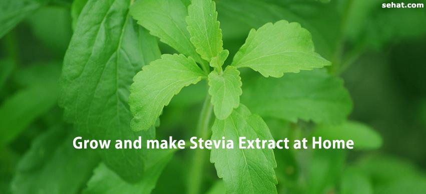 Grow and make Stevia Extract at Home