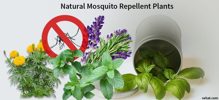 Plants that Repel Mosquitoes