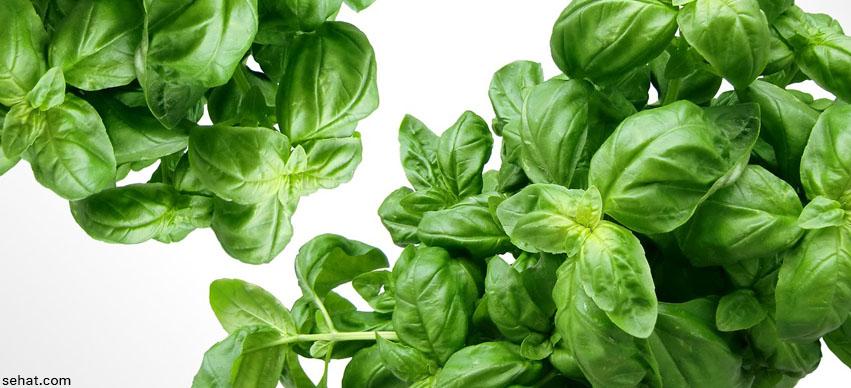 Basil Repels Bugs