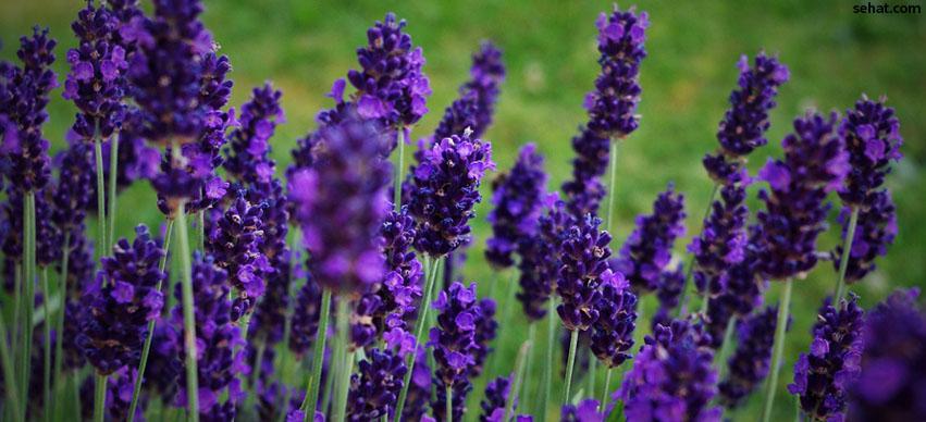 Lavender Repels Mosquitoes