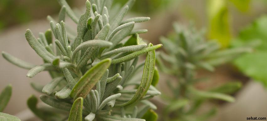 Rosemary Repels Mosquitoes