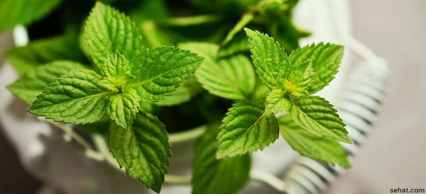 Peppermint Repels Mosquitoes