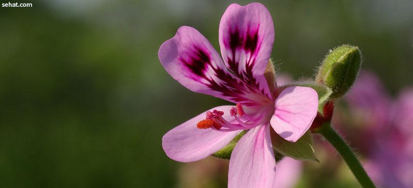 Geranium Repels Mosquitoes