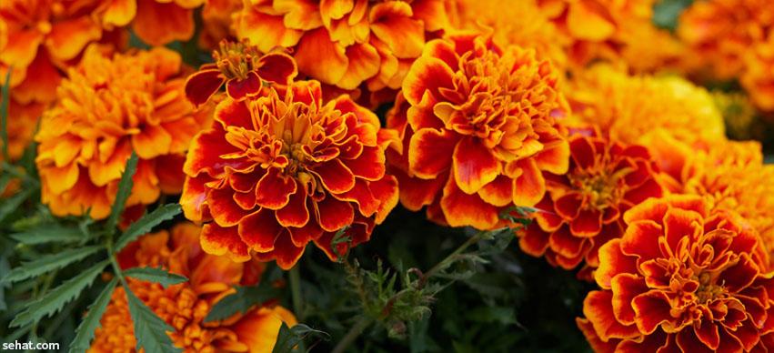 Marigolds Repels Mosquitoes