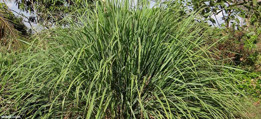 Citronella Repels Mosquitoes