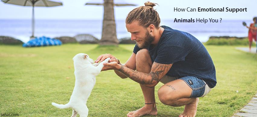 How can emotional support animals help you