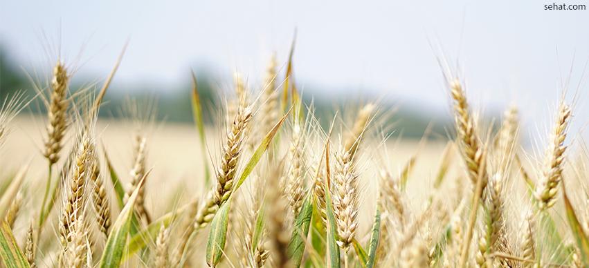 Wheat - common foods that cause allergies