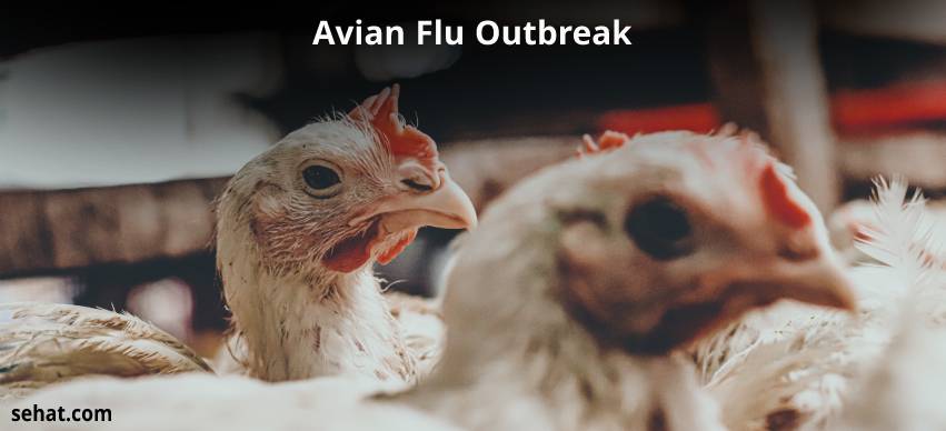 Avian Flu: Recent Outbreak in India, Symptoms & Prevention
