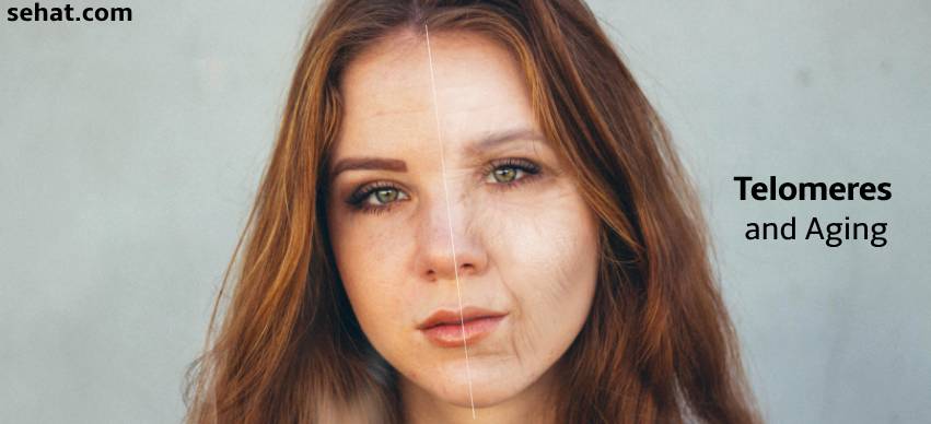 Telomeres and Aging