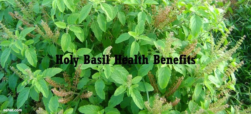 Health Benefits of Tulsi (Holy Basil)