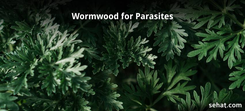How Long Should I Take Wormwood for Parasites?