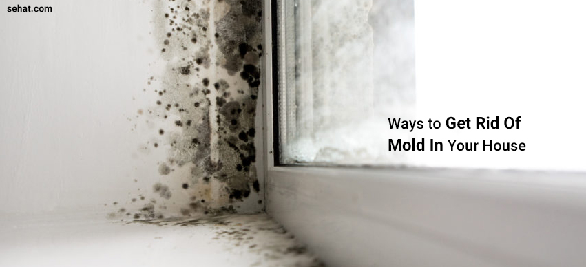 how to get rid of mold in my home
