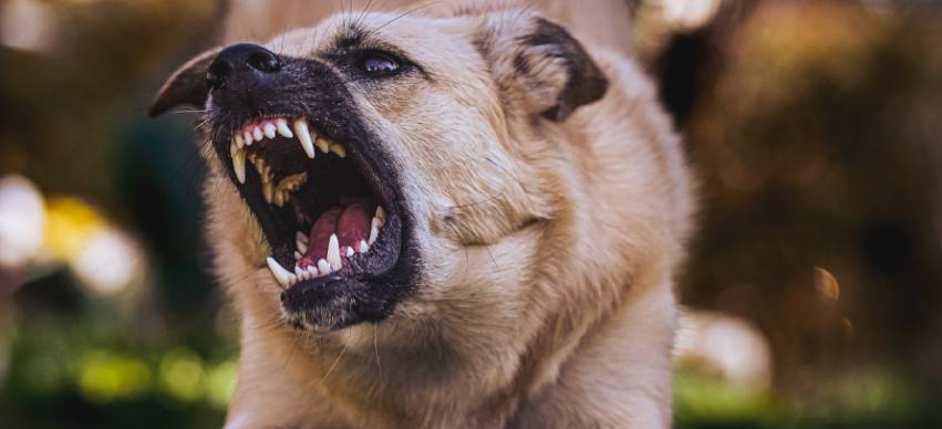 Is Rabies Contagious Between Humans?
