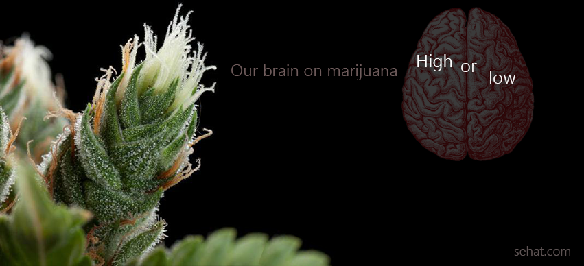 The Deadly Marijuana Effects on The Brain