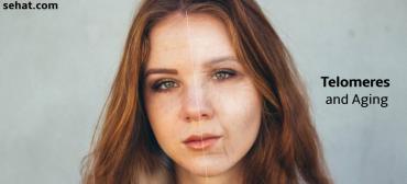 What Are Telomeres? All you need to know