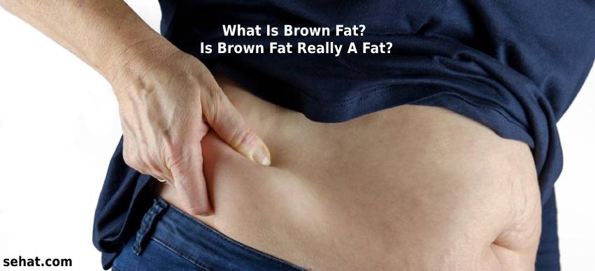 What Is Brown Fat? Is Brown Fat Really A Fat?