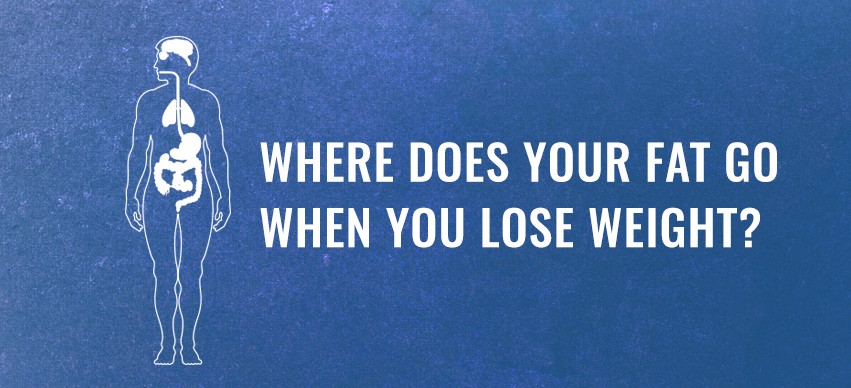 Where Does Your Fat Go When You Lose Weight?